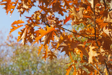 Sky through the autumn maple leaves