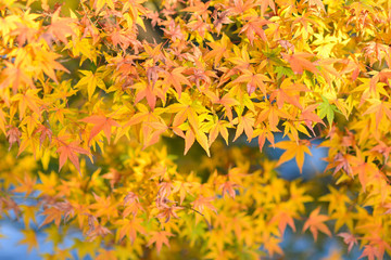 Naklejka na ściany i meble yellow Maple leaves