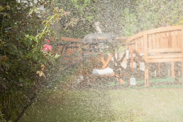 Sprinkler watering rose