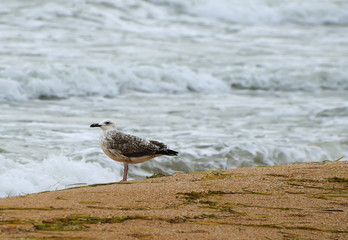 Lonely seagull on the shore