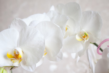 Naklejka na ściany i meble White orchid flowers