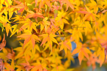 Naklejka na ściany i meble yellow Maple leaves