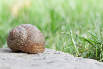 Snail on stone closeup