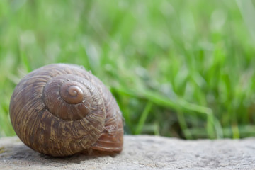 Snail on stone closeup