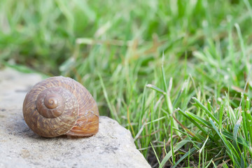 Snail on stone closeup