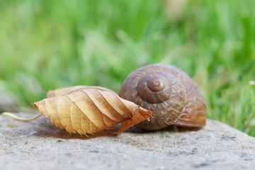 Snail and leaf closeup