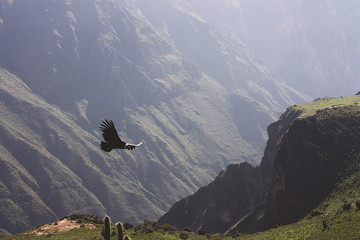 Naklejka premium Condor flying through canyon