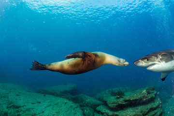 Obraz premium Great White shark meets a sea lion underwater
