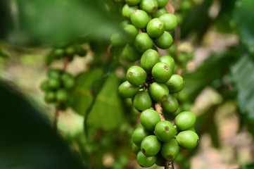 Green coffee beans on stem.