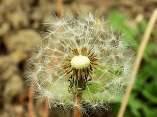 Dandelion