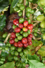Coffee beans ripening on a tree.