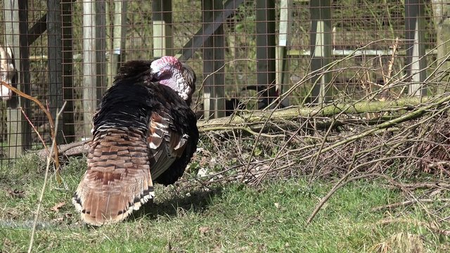 turkey standing on the meadow 