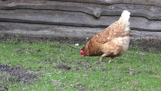 Huhn am picken