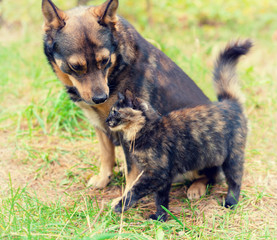 Dog and cat are best friends, playing together outdoor