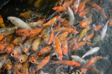 Carpes chinoise dans un bassin de la cité impériale d’Hue