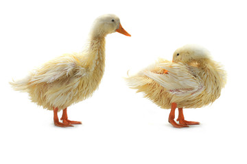 Two wet duck