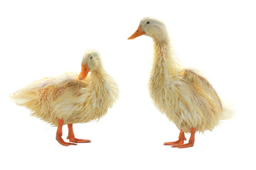 Two wet duck