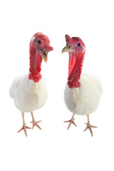 TwoTurkey