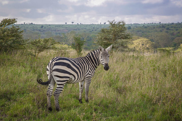 Zebra