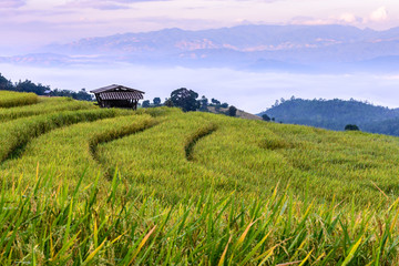Terraced rice field with cottage at Ban Pa Bong Piang, Chiang Mai in Thailand.