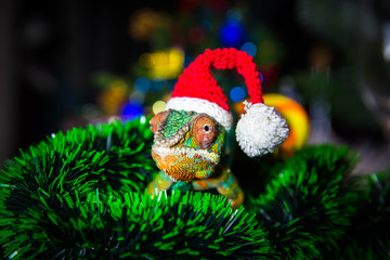Chameleon  Santa Claus