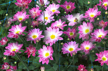 Pink Chrysanthemum flowers blossom in the garden