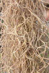 Moss(Tillansia usenoides L.) for background and texture use