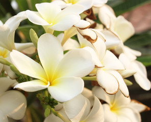 white and yellow Plumeria on natural background.