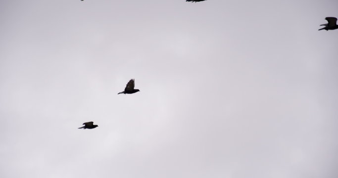 Birds Circle in a Cloudy Sky