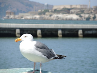 Möwe San Fancisco Bay Alcatraz