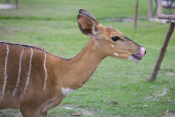 Eld 's deers on green yard