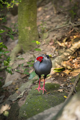 Siamese Fireback.