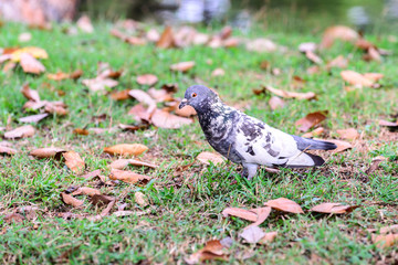 Cute pigeon on grass near lake in garden.