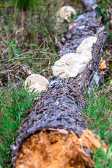 Mushrooms growing on old pine tree stump in forest.
