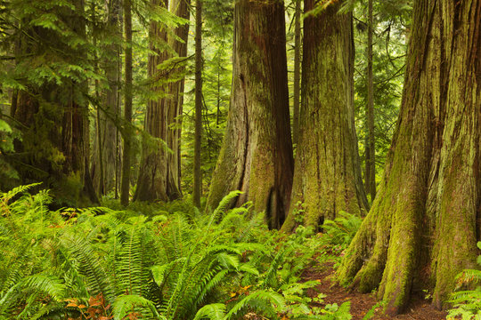 Lush rainforest in Cathedral Grove, Vancouver Island, Canada