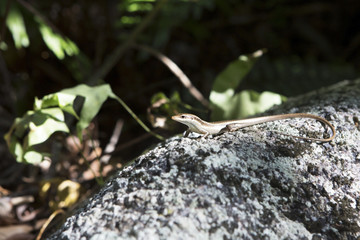 Little lizard basking on rock. Seychelles.