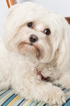 Maltese dog sitting, looking at the camera on a chair at the house