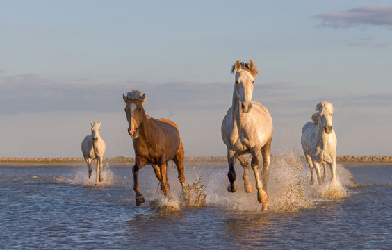 Horses Running In The Water