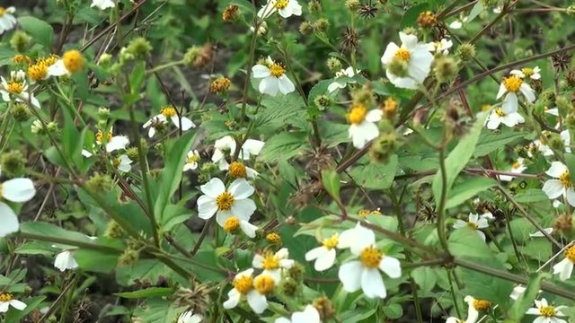 タチアワユキセンダングサ