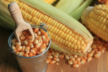 Corn and dried seeds