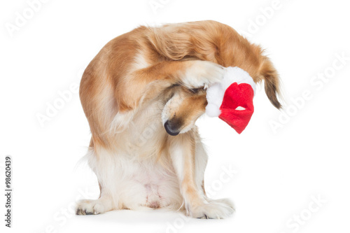 &quot;Süßer Hund mit Weihnachtsmütze schämt sich ist genervt von Weihnachten