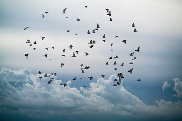 Obrazy  stado ptaków latających po niebie