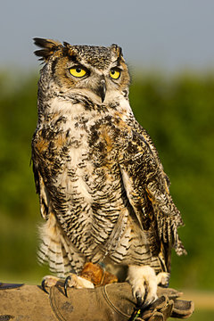Handler holding Great Horned Owl