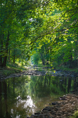 Stream in a forest II