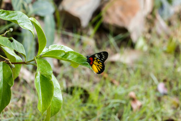 Butterfly perched on the leaf