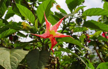 Datura at Phu Tub Berk in Phetchabun Province,Thailand.