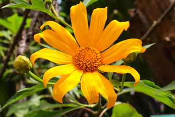 Bua tong flowers at Phu Tub Berk in Phetchabun Province,Thailand.