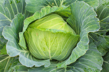 Obraz premium Cabbage in the garden at Phu Tub Berk,Thailand.
