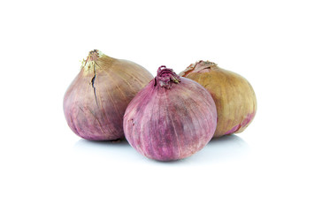 plant onion on isolated
