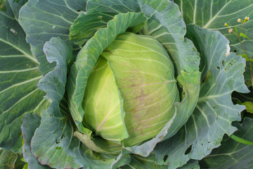 Obraz premium Cabbage in the garden at Phu Tub Berk,Thailand.